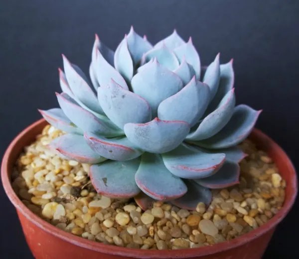 Echeveria Subsessilis Blue Rare Succulent Hen And Chicks Plant Seed 50 Seeds