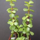 Portucalaria Affra Green Rare Elephant Bush Mini Jade Tree Bonsai 2 Inci Plant