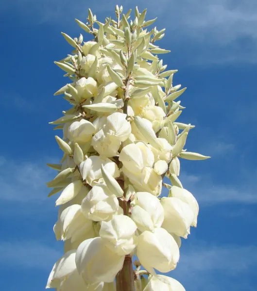 Yucca Elata Exotic Succulent Cactus Seed Soaptree Aloe Agave -15 Seeds