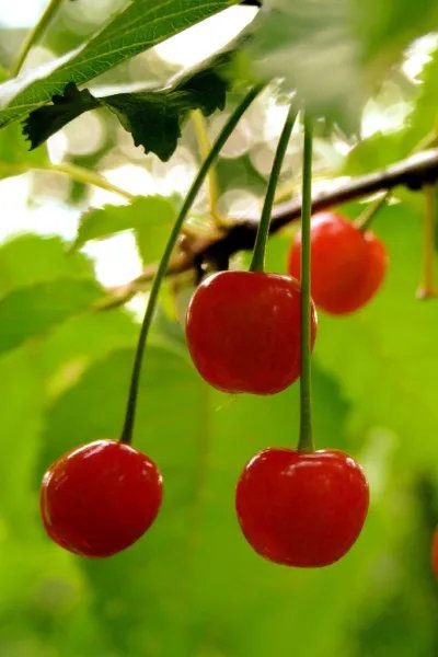 Wild Cherry Prunus Avium Sweet Exotic Edible Tropical Fruit Cereza Seed 5 Seeds