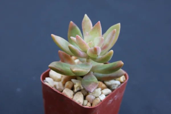 Sedum Nussbaumerianum Rare Succulent Air Plant Cactus Exotic Aloe 2 Inci Pot