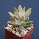 Sedum Nussbaumerianum Rare Succulent Air Plant Cactus Exotic Aloe 2 Inci Pot