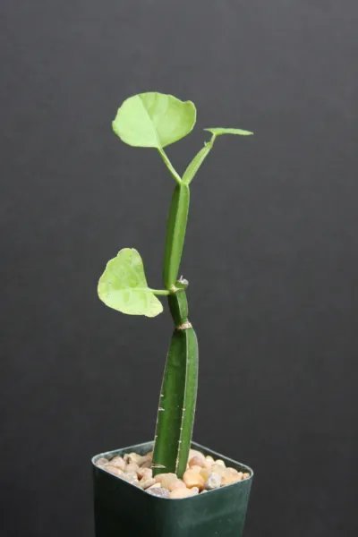 Cissus Quadrangularis Exotic Rare Succulent Plant Vine Climber Square Stem 2 Incipot