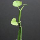 Cissus Quadrangularis Exotic Rare Succulent Plant Vine Climber Square Stem 2 Incipot