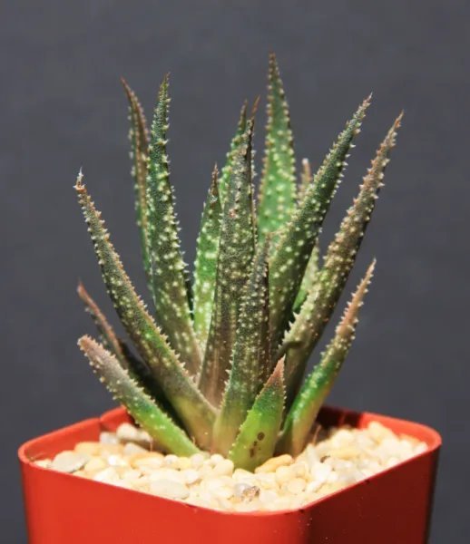 Aloe Twilight Zone Exotic Rare Succulent Hybrid Bonsai Gasteraloe Plant 2 Inci Pot