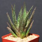 Aloe Twilight Zone Exotic Rare Succulent Hybrid Bonsai Gasteraloe Plant 2 Inci Pot