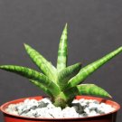 Sansevieria Ballyi Exotic Rare Succulent Outdoor Collector Plant 4 Inci Pot