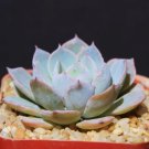 Echeveria Cultivar Subsessillis Rare Blue Color Succulent Cactus Plant 2 Inci Pot