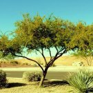 Vachellia Farnesiana Acacia Rare Mimosa Tree Bonsai Aroma Bush Seed 20 Seeds
