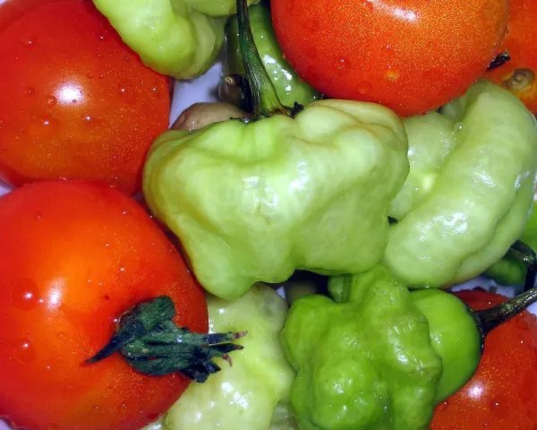 Sweet Chili Pepper Mild Aji Cubano Dulce Cachucha Spanish Dishes Seed 60 Seeds