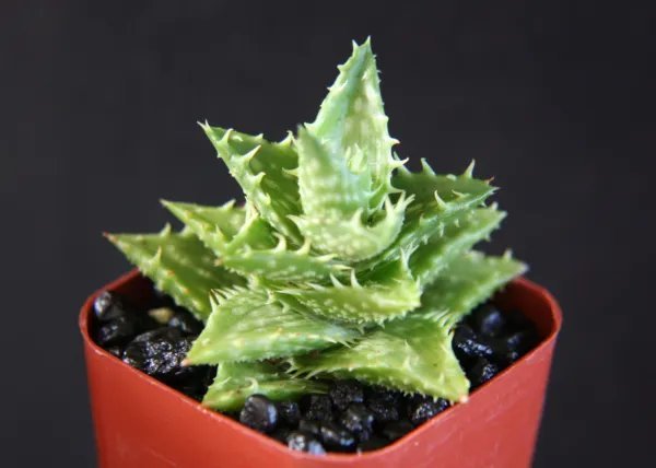 Aloe Juvenna Exotic Rare Succulent Cacti Indoor Outdoor Plant Agave Cactus 2 Pot