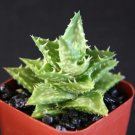 Aloe Juvenna Exotic Rare Succulent Cacti Indoor Outdoor Plant Agave Cactus 2 Pot