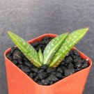 Aloe Zebrina Exotic South Africa Rare Succulent Plant Cactus Cacti Hybrid 2 Inci Pot