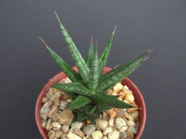 Sansevieria Francisii Exotic Rare Succulent Outdoor Collector Plant 4 Inci
