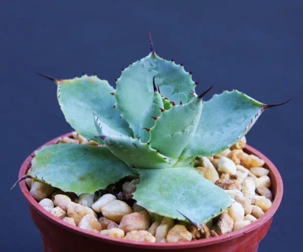 Agave Potatorum Exotic Rare Succulent Air Plant Cactus Bonsai 4 Inci Pot