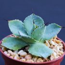 Agave Potatorum Exotic Rare Succulent Air Plant Cactus Bonsai 4 Inci Pot