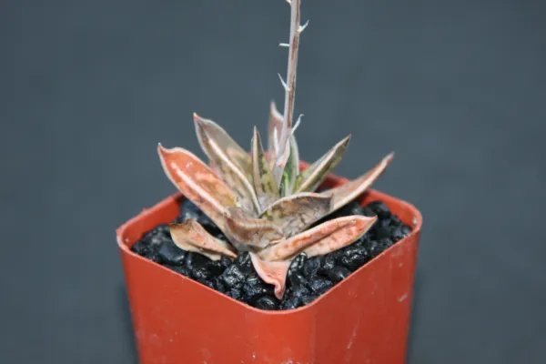 Gasteria Liliputana Exotic Rare Succulent Plant Cacti Agave Gasteraloe 2 Inci Pot