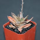 Gasteria Liliputana Exotic Rare Succulent Plant Cacti Agave Gasteraloe 2 Inci Pot