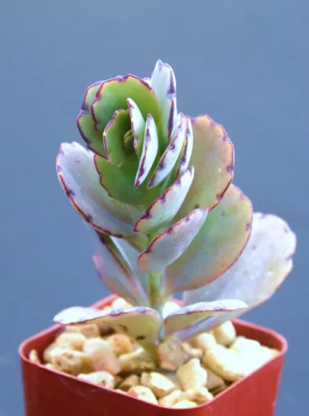 Kalanchoe Fedtschenkoi Rare Succulent Air Plant Cactus Exotic Aloe 2 Inci Pot