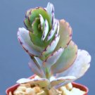 Kalanchoe Fedtschenkoi Rare Succulent Air Plant Cactus Exotic Aloe 2 Inci Pot