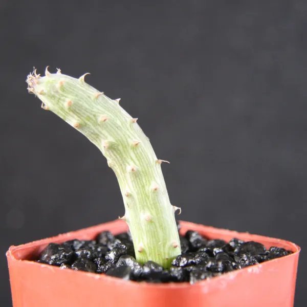 Senecio Pendulus Rare Hanging Basquet Bonsai Succulent Plant Cactus Cacti 2 Inci Pot