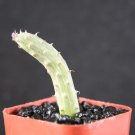 Senecio Pendulus Rare Hanging Basquet Bonsai Succulent Plant Cactus Cacti 2 Inci Pot