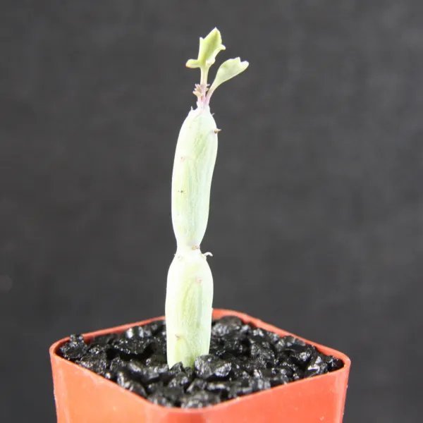 Senecio Articulatus Rare Hanging Basquet Bonsai Succulent Plant Cactus Cacti 2 Inci