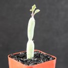 Senecio Articulatus Rare Hanging Basquet Bonsai Succulent Plant Cactus Cacti 2 Inci
