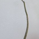 Hot Alluaudia Dumosa Madagascar Ocotillo Spiny Reptile Lizard Terrarium Plant 4""