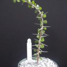 Hot Alluaudia Humbertii Madagascar Ocotillo Spiny Reptile Lizard Terrarium Plant 4""