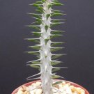 Hot Alluaudia Procera @@ Madagascar Ocotillo Spiny Reptile Lizard Terrarium Plant 4""