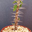 Hot Euphorbia Delphinensis Exotic Rare Cactus Plant Cacti Bonsai Succulent 4"" Pot