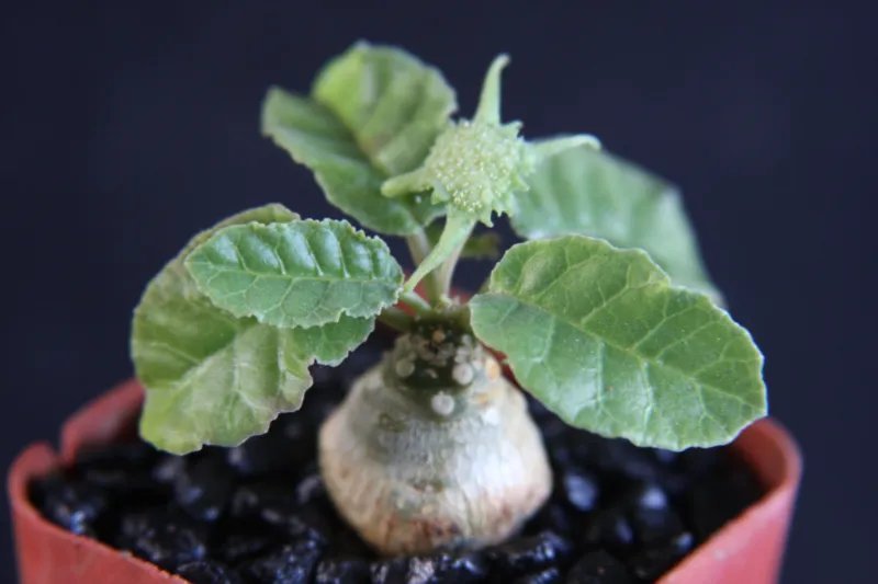 Hot Dorstenia Foetida Exotic Bonsai Caudex Rare Succulent Plant Cactus Cacti 2"" Pot