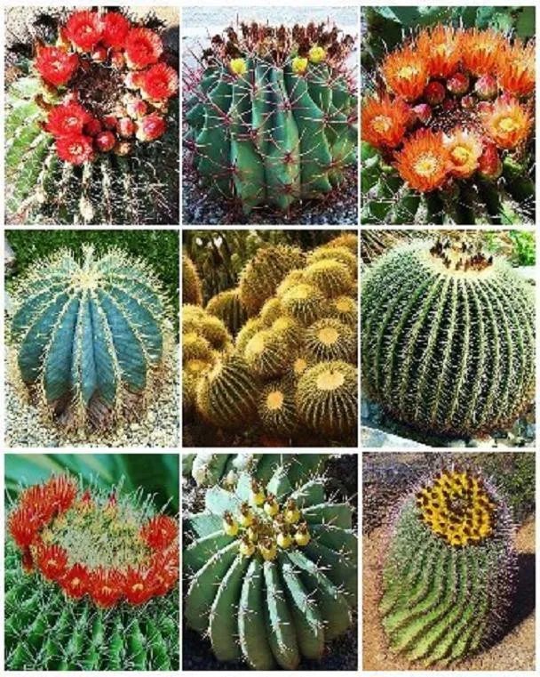 Hot Barrel Cactus Variety Mix Exotic Globular Ball Cacti Rare Flower Seed 100 Seeds