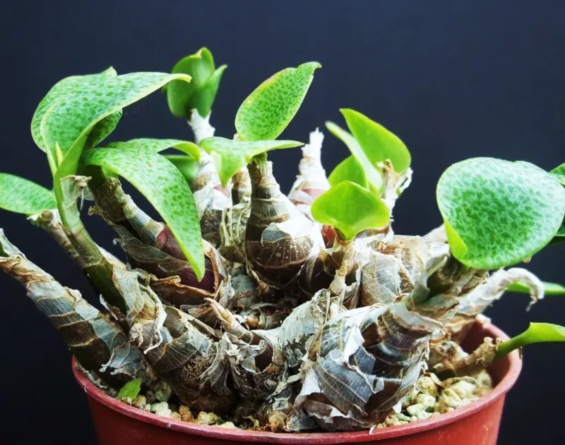 Hot Ledebouria Paciflora Rare Scilla Exotic Bulb Seed Succulent Plant Cactus 5 Seeds
