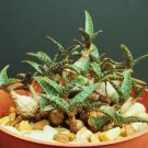 Hot Scilla Violacea V Miner Rare Ledebouria Exotic Bulb Seed Succulent Plant 5 Seeds
