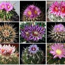 Hot Echinofosulocactus Mixed Variety Mix Stenocactus Brain Cactus Rare Seed 50 Seeds