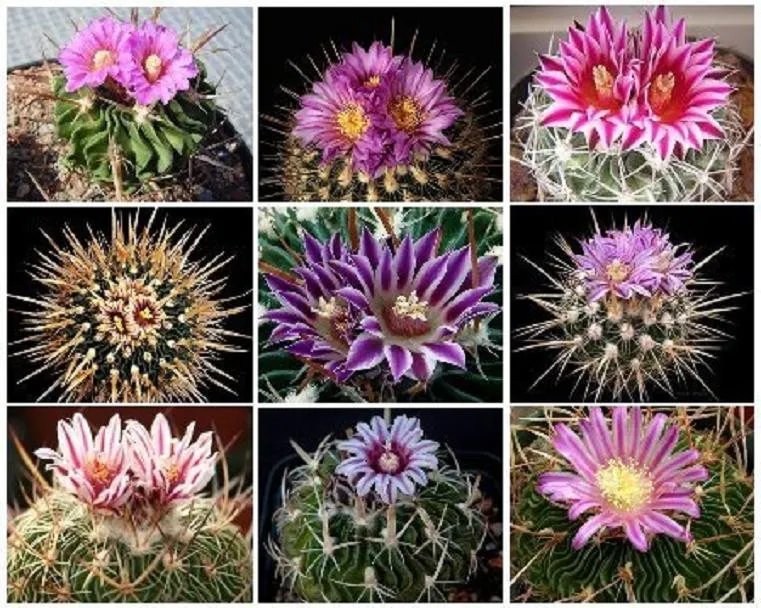 Hot Echinofosulocactus Mixed Variety Mix Stenocactus Brain Cactus Rare Seed 25 Seeds