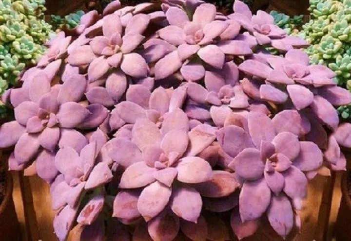 Hot Graptopetalum Pentandrum Exotic Succulent Rare Mesembs Flowering Plant 30 Seeds