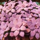 Hot Graptopetalum Pentandrum Exotic Succulent Rare Mesembs Flowering Plant 30 Seeds