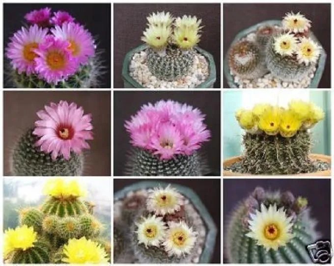 Hot Notocactus Mix Variety Mixed Parodia Rare Cactus Cacti Flowering Seed 500 Seeds