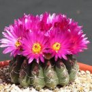 Hot Parodia Uebelmanniana @J@ Notocactus Rare Flowering Cactus Cacti Seed 50 Seeds