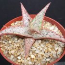 Hot Aloe Sunrise, Collector Hybrid Exotic Rare Cactus Color Succulent Plant Cacti 4""