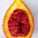 Hot Gac Momordica Cochinchinensis Gak Fruit Rare Exotic Vine Plant Aloe Seed 2 Seeds