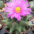 Hot Thelocactus Tulensis Buekii, Exotic Flowering Flower Rare Cactus Seed 50 Seeds