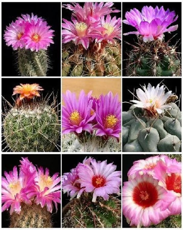 Hot Thelocactus Variety Mix Exotic Mixed Cacti Rare Flowering Cactus Seed 50 Seeds