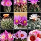 Hot Thelocactus Variety Mix Exotic Mixed Cacti Rare Flowering Cactus Seed 50 Seeds Hot Thelocactus Variety Mix Exotic Mixed Cacti Rare Flowering Cactus Seed 50 Seeds