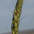 Hot Agave Lechuguilla Blue Exotic Succulent Rare Cactus Seed Aloe Plant 15 Seeds *J*