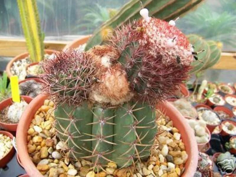 Hot Melocactus Uebelmannii, Exotic Turk'S Cap Semi Cacti Rare Cactus Seed 100 Seeds