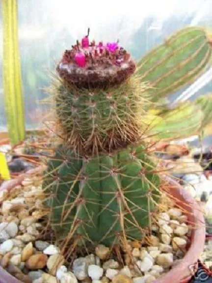 Hot Melocactus Ernestii Exotic Turk'S Cap Semi Cacti Rare Cactus Flor Seed 100 Seeds